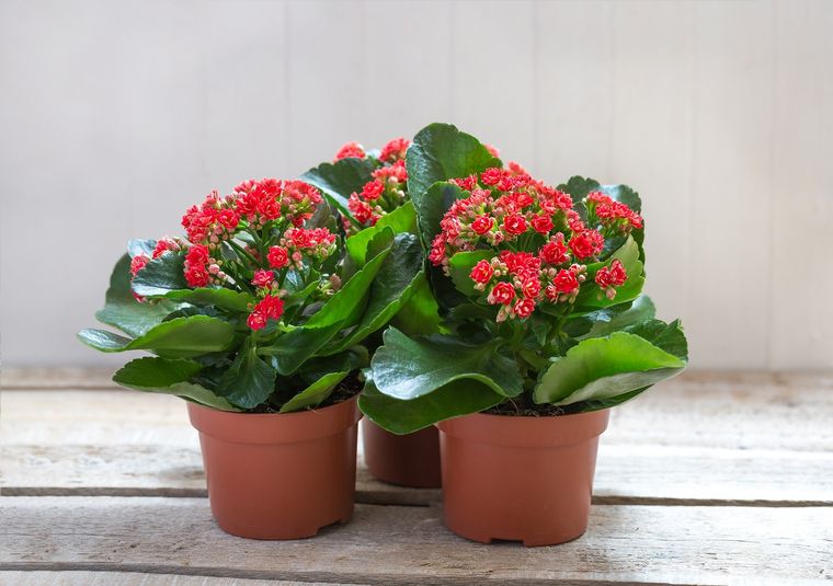 Las flores de la Kalanchoe alegran cualquier espacio interior durante el invierno, esto es lo que tenés que saber para tener una Foto: Shutterstock
