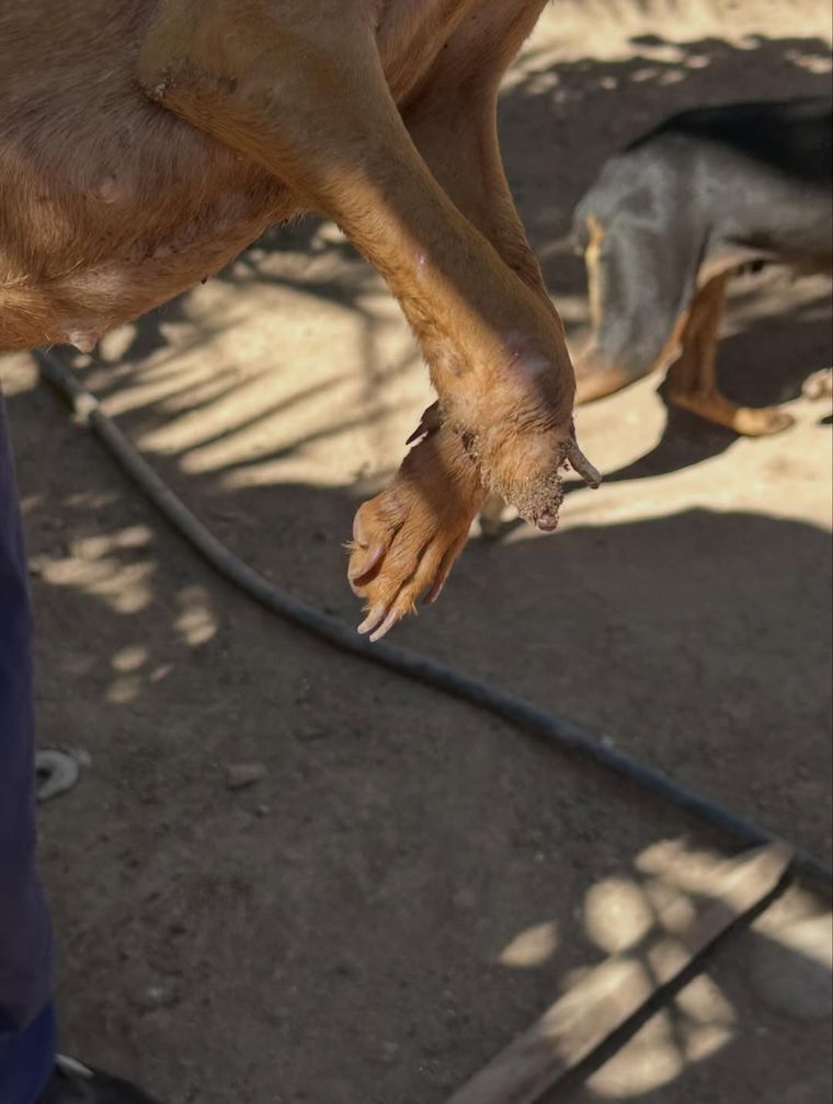 Los perros se automutilaban por estrés. Los perros se automutilaban por estrés.