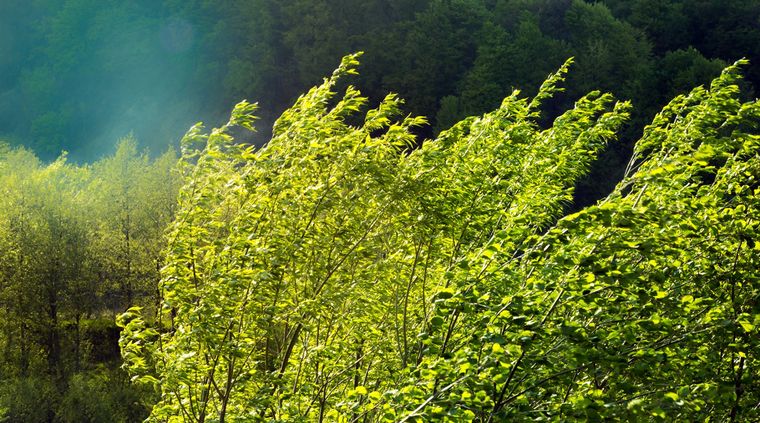 Las ráfagas de viento podrían superar los 90 kilómetros por hora Foto: shutterstock.com