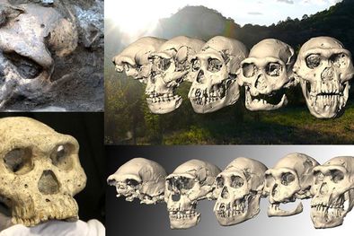 MDZol | Foto: dailymail..co.uk