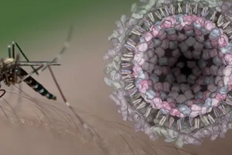 La fiebre de Chikungunya puso en alerta al sistema sanitario argentino. La fiebre de Chikungunya puso en alerta al sistema sanitario argentino.
