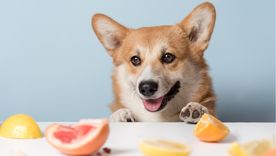 Algunas frutas pueden ser beneficiosas para la salud de tu mascota. Foto: Shutterstock Algunas frutas pueden ser beneficiosas para la salud de tu mascota. Foto: Shutterstock