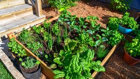 La huerta puede mantenerse activa durante los meses fríos. Foto: Shutterstock La huerta puede mantenerse activa durante los meses fríos. Foto: Shutterstock