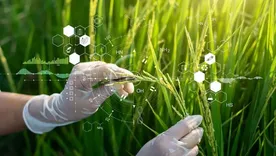 China logró un avance histórico en la clonación de arroz híbrido con una eficacia superior al 99%. China logró un avance histórico en la clonación de arroz híbrido con una eficacia superior al 99%.