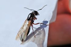 Volvieron las hormigas voladoras.