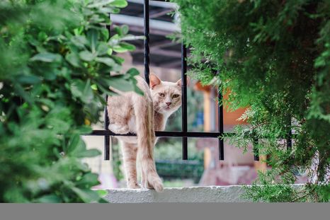 Estas mascotas son una de las más curiosas que podemos encontrar Foto: Shutterstock