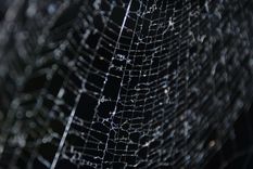 telaranas como instrumentos musicales de cuerda