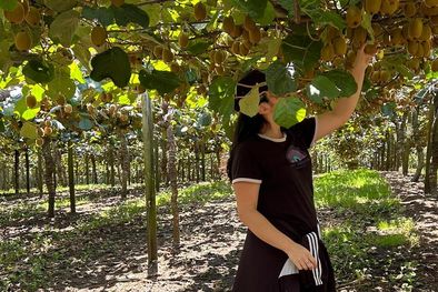 MDZol | Dos jóvenes argentinas cuentan su experiencia en Nueva Zelanda cosechando y empaquetando kiwis Foto: Angela Tosi y Daniela Guzmán