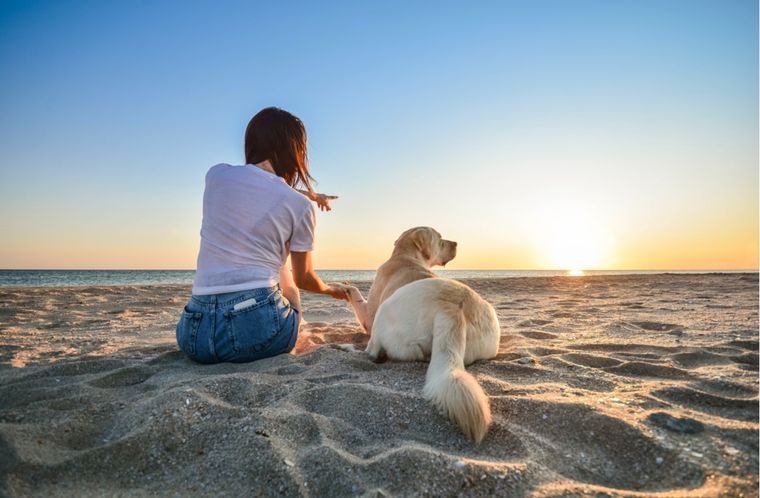 Hay enfermedades que pueden transmitirse entre mascotas y a personas también, por eso es importante prevenirlas. Foto: Shutterstock