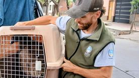 Rescataron un ejemplar juvenil del cóndor andino. 