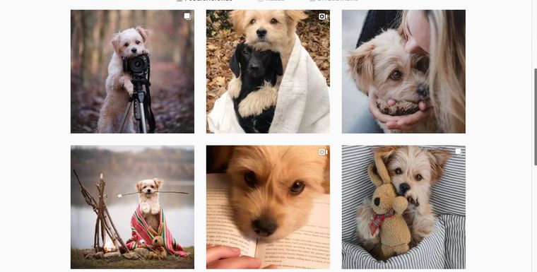 Este cachorrito se hizo viral gracias a un tierno video que compartió su dueña.