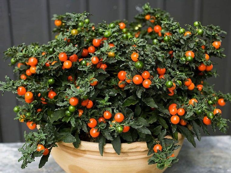 La solanum pseudocapsicum, una planta ornamental muy conocida en la Argentina.