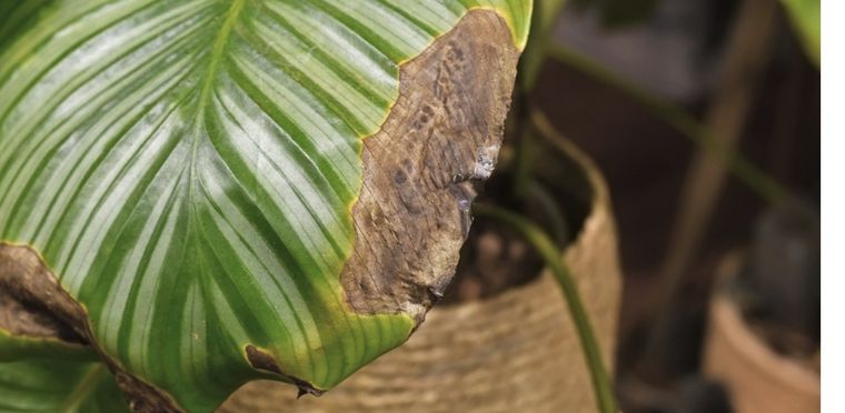 Hay muchas razones que pueden llevar a que tus plantas luzcan marchitas Foto: Shutterstock