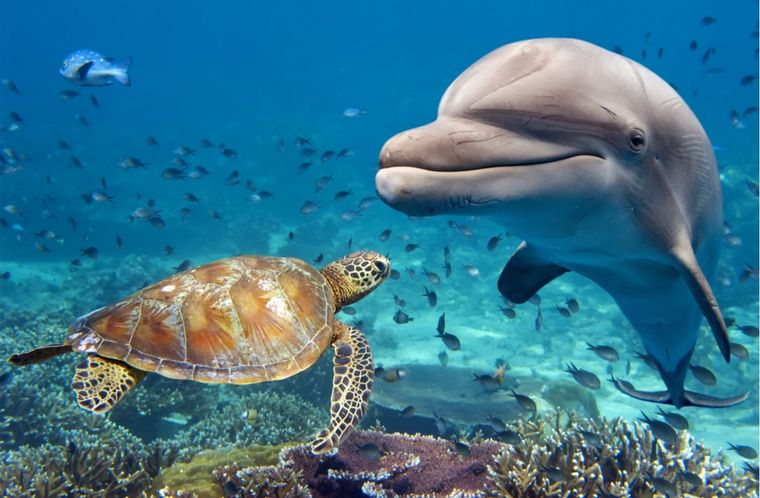 Sueños Conoce el significado de soñar con delfines Foto: Shutterstock
