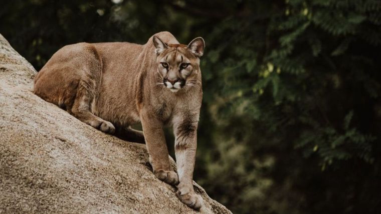El puma deambuló por las calles céntricas de una importante ciudad turística y sigue la búsqueda