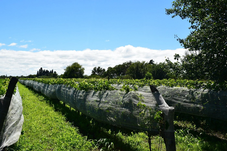 Los sabores regionales y las bodegas le dieron a Colonia Caroya un perfil de pueblo que hoy mezcla turismo, tradición y producción local. Los sabores regionales y las bodegas le dieron a Colonia Caroya un perfil de pueblo que hoy mezcla turismo, tradición y producción local.
