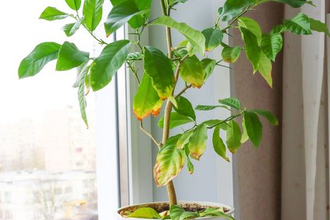Con algunos cambios simples, las plantas pueden recuperar su aspecto saludable.Foto: Shutterstock Con algunos cambios simples, las plantas pueden recuperar su aspecto saludable.Foto: Shutterstock