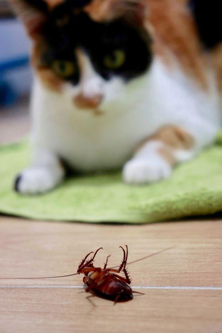 Las cucarachas representan un riesgo oculto para los gatos, incluso en casas limpias. Foto: Shutterstock Las cucarachas representan un riesgo oculto para los gatos, incluso en casas limpias. Foto: Shutterstock