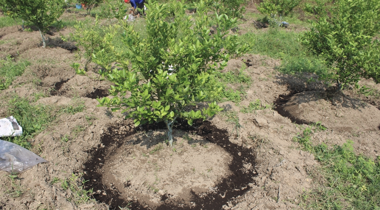 El secreto de los expertos para que crezca de forma rápida y saludable. Foto: Archivo