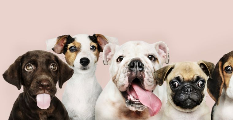 Estos perros llenan de alegría cualquier hogar con su carácter activo y cariñoso. Foto: Shutterstock