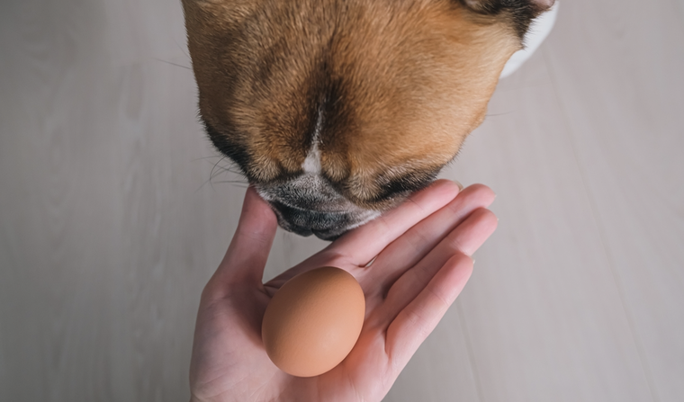 Esto es lo que le pasa a tu perro si consume huevo. Foto: Shutterstock Esto es lo que le pasa a tu perro si consume huevo. Foto: Shutterstock