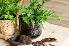 El helecho es la planta que encabeza este top 5 Foto: Shutterstock