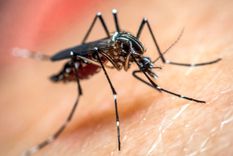 Foto: Archivo Foto: Archivo