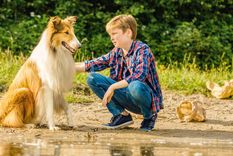 Investigación revela que los perros comprenden palabras familiares con un nivel avanzado de cognición Foto: Shutterstock