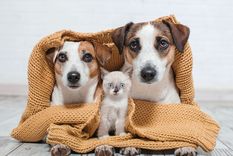 Con las prendas adecuadas y algunos cambios en el entorno y la rutina, podés cuidar a tu mascota de manera correcta este invierno Foto: Freepik