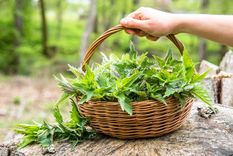 Canasta de ortiga. Foto: shutterstock