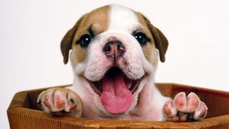 Perros, Cachorro, Mascota