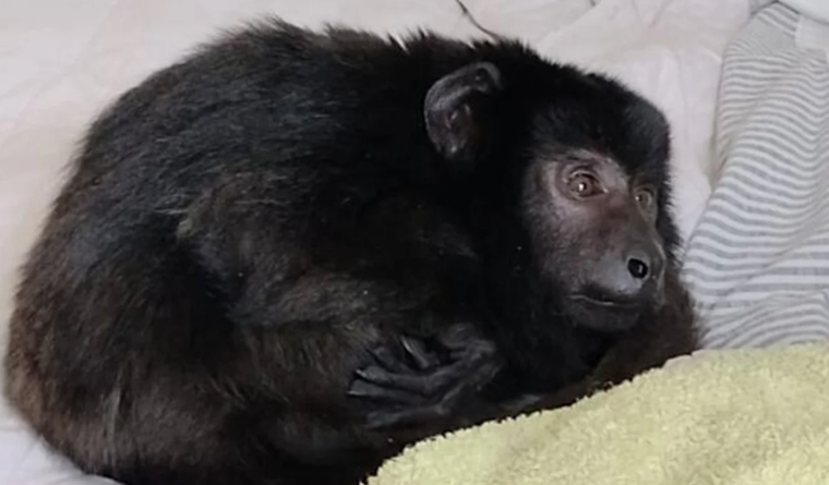 La Fundación Zorba dio a conocer la triste noticia en sus redes sociales.&nbsp;