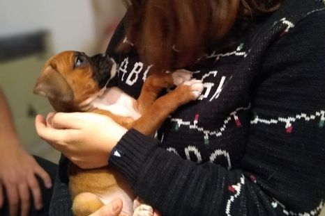 Qué hace la Justicia tras una separación cuando hay un animal en común. Qué hace la Justicia tras una separación cuando hay un animal en común.