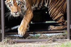 Luego de 70 horas de viaje los tigres fueron liberados Foto: Four Paws