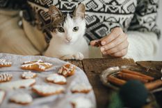 Los gatos pueden comer algunos alimentos dulces Foto: SHUTTERSTOCK