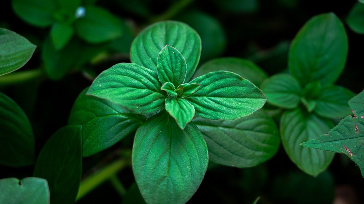 Adiós a las arañas: el truco natural con menta que cambiará tu forma de limpiar la casa