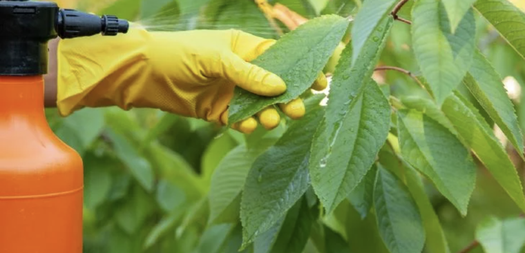 Aprende a realizar un insecticida con ingredientes caseros Foto: Shutterstock