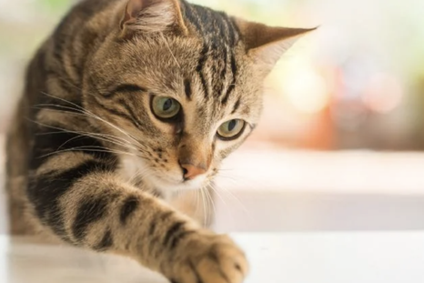 El estudio se baso en el comportamiento de gatos y sus dueños Foto: Shutterstock