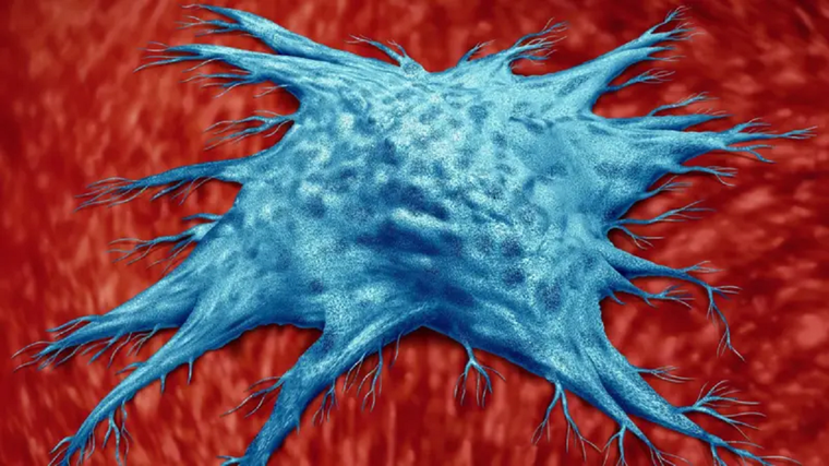 El número de células zombis en nuestro organismo aumenta a medida que envejecemos Foto: GETTY IMAGES