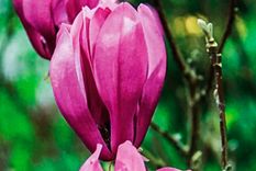 Magnolia Ann se destaca por sus flores. Foto: springhillnursery.com/