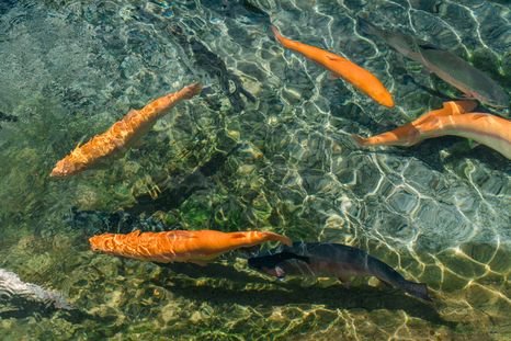 Tierra del Fuego derogó la ley que prohibía la cría de salmones