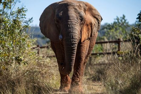 Kenya es libre en el santuario. Kenya es libre en el santuario.