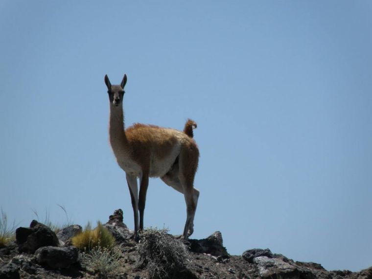La Payunia tiene la mayor poblaciòn de guanacos. La Payunia tiene la mayor poblaciòn de guanacos.