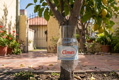 El truco de la botella para proteger al limonero.