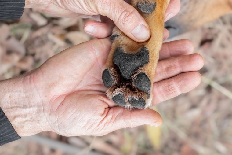 Revisar las patas de tu mascota&nbsp; tras cada paseo permite detectar cortes o cuerpos extraños. Foto: Shutterstock