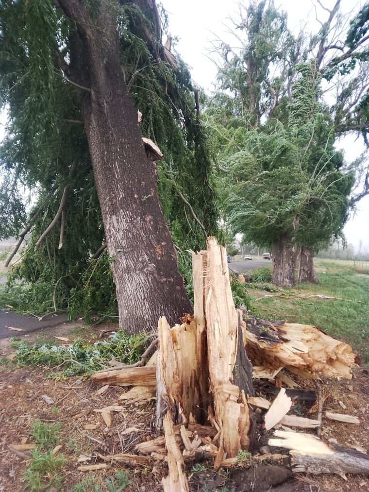 Hay árboles caídos en distintas zonas de Tunuyán. Hay árboles caídos en distintas zonas de Tunuyán.