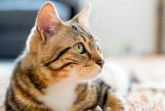 ¿Cuántos años viven los gatos? Descubrí qué factores influyen en su longevidad Foto: Freepik