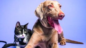 cuando tu mascota se queda sola en casa: lo que sienten cuando tu mascota se queda sola en casa: lo que sienten