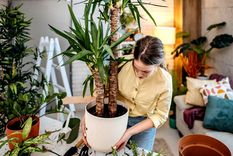 Añade un toque de naturaleza y frescura a tu hogar sin preocupaciones. Foto: Archivo Añade un toque de naturaleza y frescura a tu hogar sin preocupaciones. Foto: Archivo