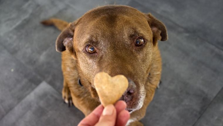 Comparte amor en cada bocado. Foto: Archivo